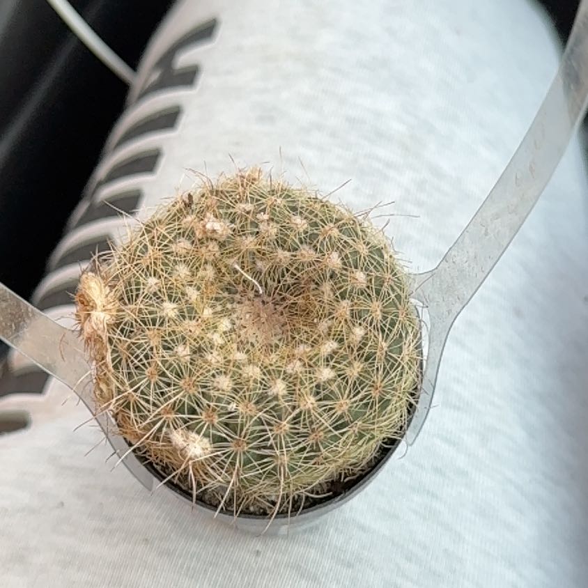 Photo of the plant species Notocactus elegans by @HandyColeus83 named Peter Parker on Greg, the plant care app
