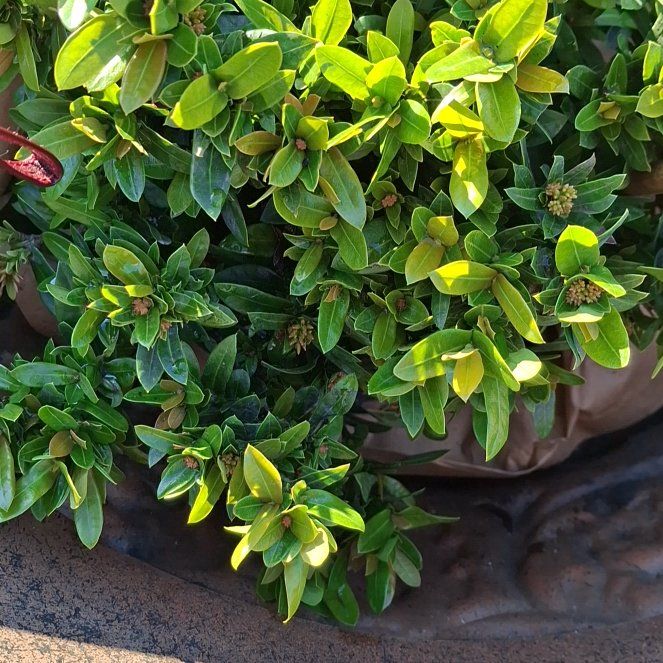 Photo of the plant species Flame of the Woods by @RealBoneset80 named Nemo on Greg, the plant care app