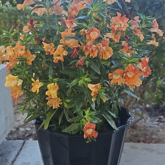 Photo of the plant species Lompoc Mesa Bush Monkeyflower by @FamousBibi named Luffy on Greg, the plant care app