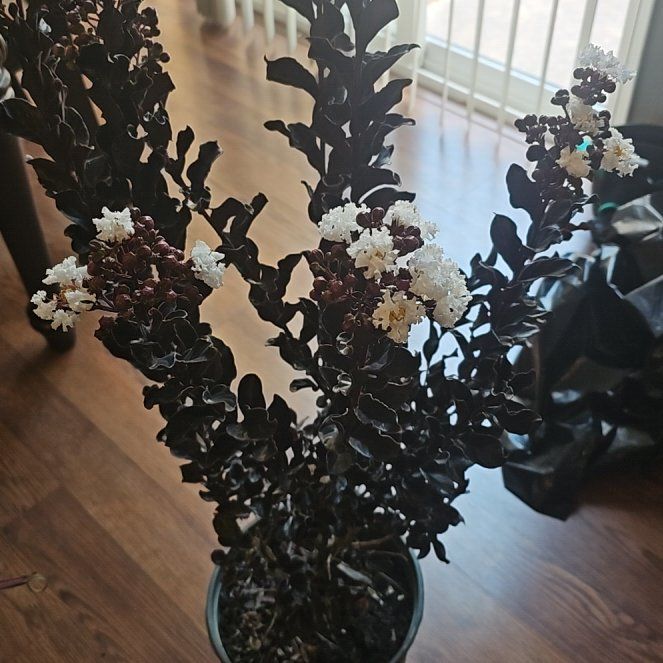Photo of the plant species Lagerstroemia Indica by @FamousBibi named Winston on Greg, the plant care app