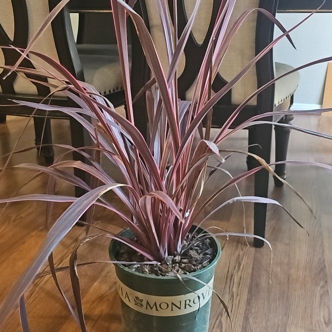 Photo of the plant species Cordyline 'Electric Pink' by @FamousBibi named Rosalina on Greg, the plant care app