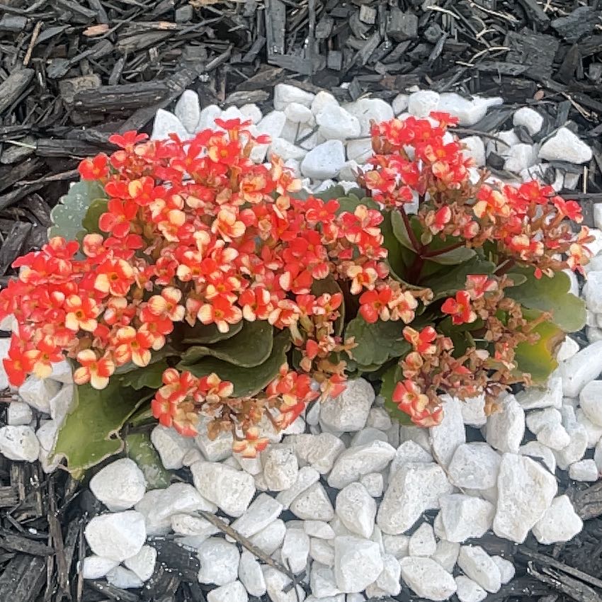 Photo of the plant species Chinese Ixora by @AnewMountain17 named Athena on Greg, the plant care app