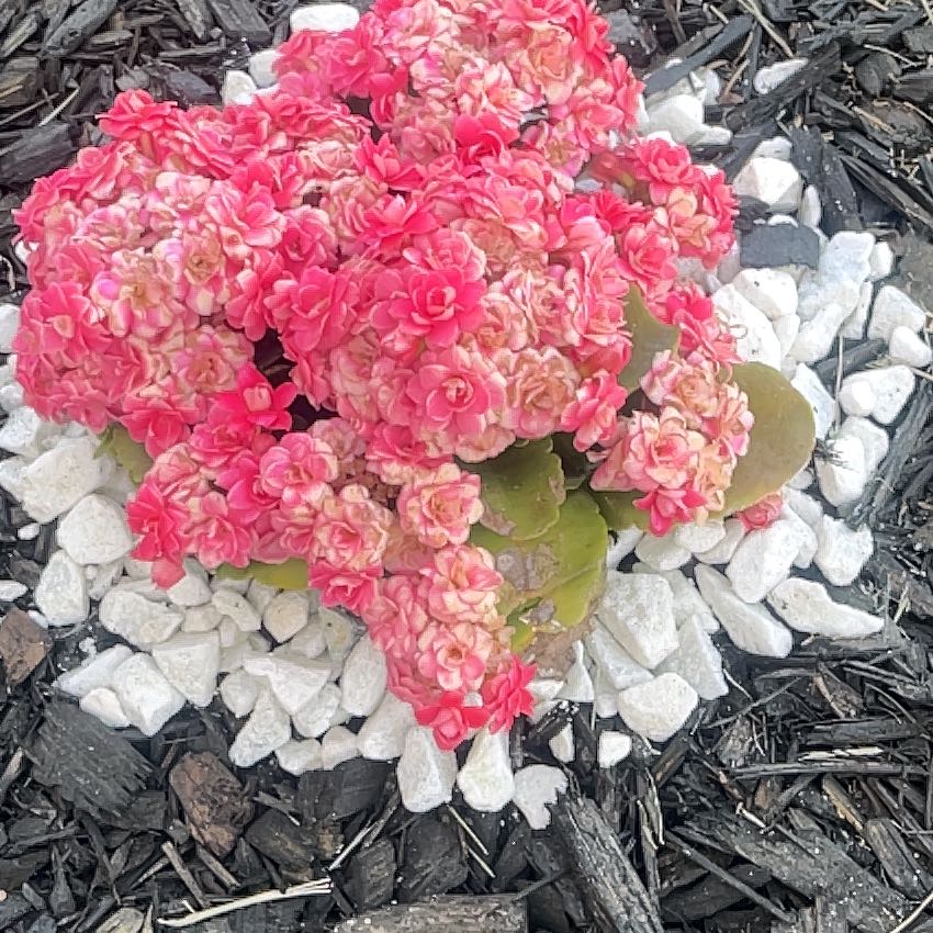 Photo of the plant species Chinese Ixora by @AnewMountain17 named Robert Plant on Greg, the plant care app