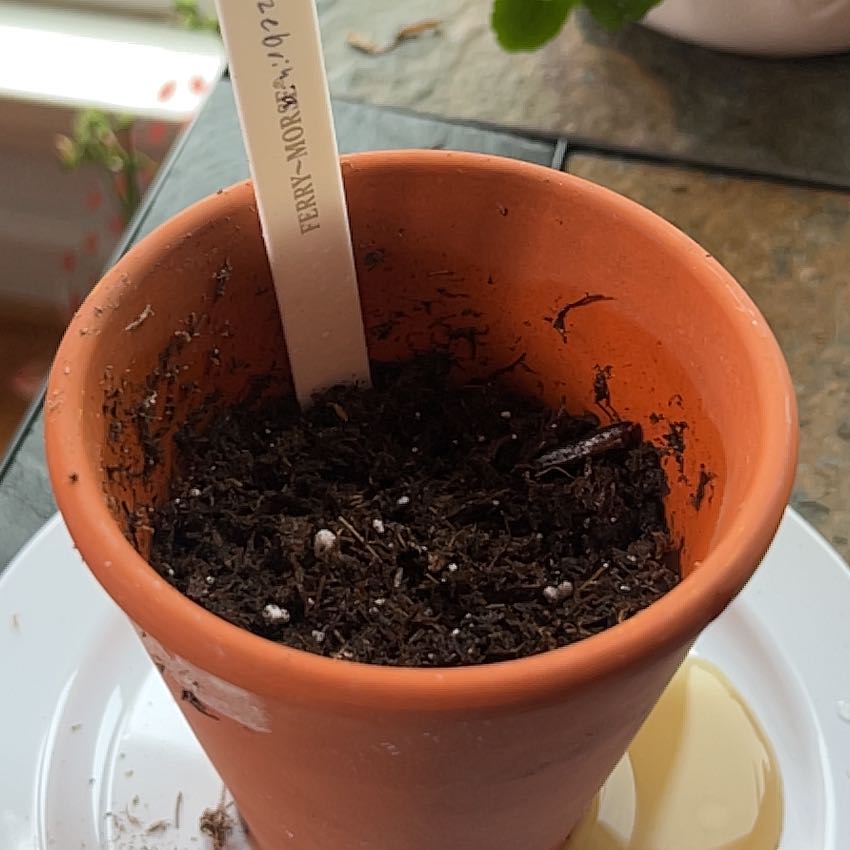 Photo of the plant species Zebra Mallow by @SuppleTawa96 named Orlando Bloom on Greg, the plant care app
