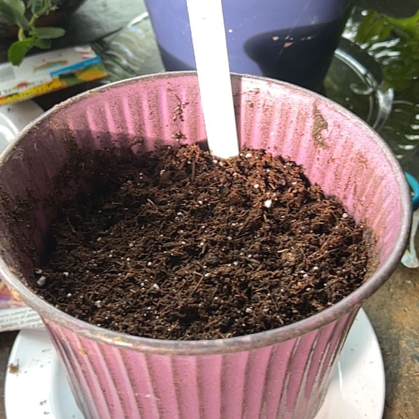 Photo of the plant species Pansy by @SuppleTawa96 named Kylie on Greg, the plant care app