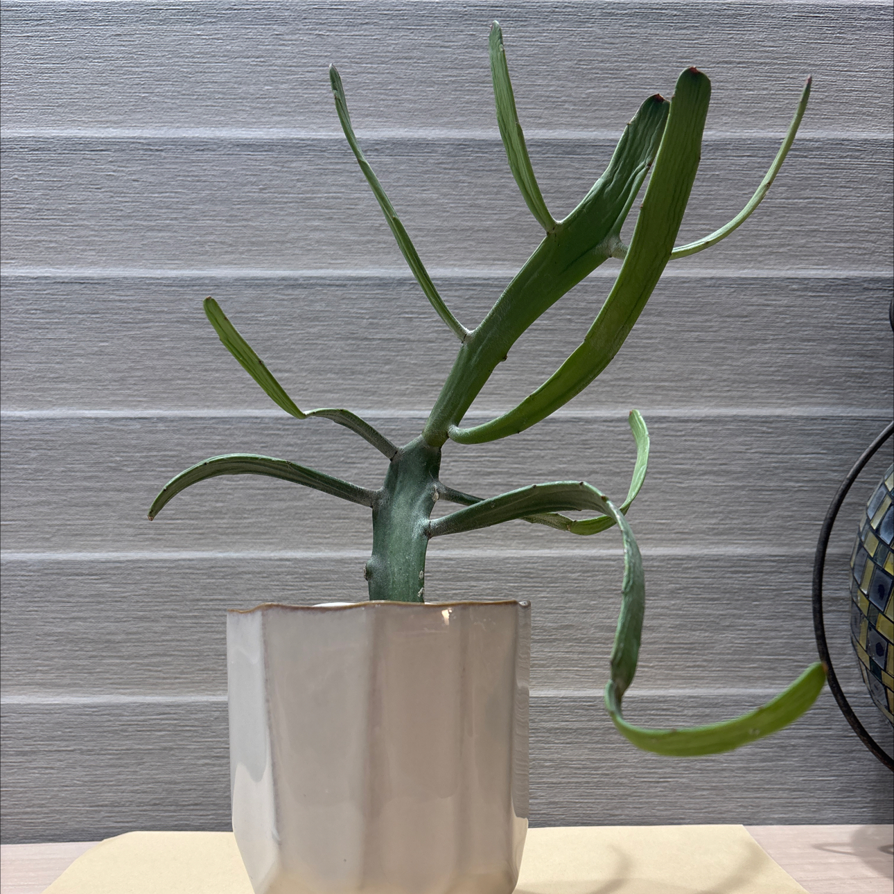 Photo of the plant species Euphorbia xylophylloides by @DoyenneAlula70 named Muhammad A-leaf on Greg, the plant care app