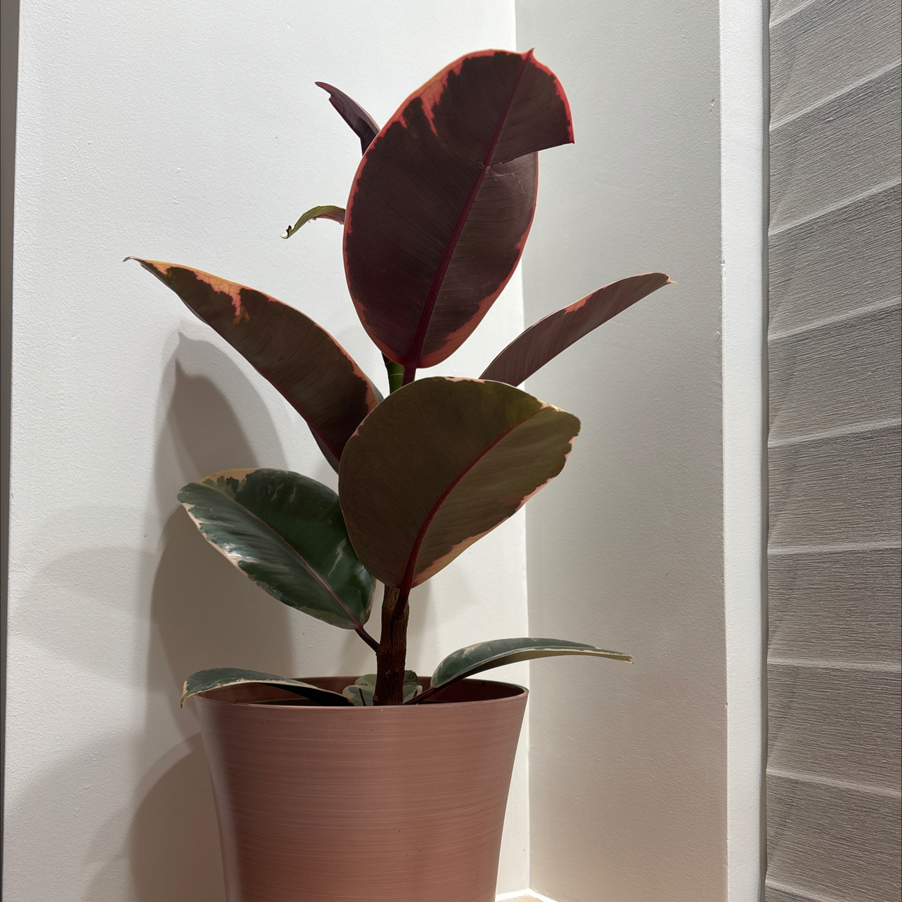 Photo of the plant species Rubber Plant 'Belize' by @DoyenneAlula70 named Terra on Greg, the plant care app