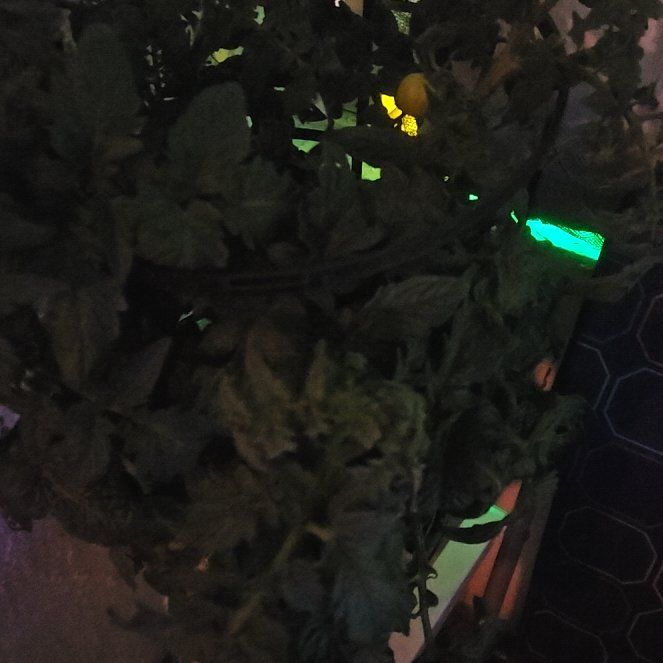 Photo of the plant species Tomato 'Better Bush' by @HandyLippia38 named Foxxy on Greg, the plant care app