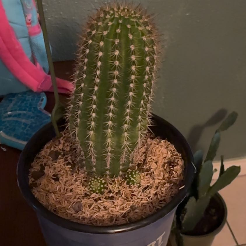 Photo of the plant species Torch Cactus by @GoldCinchweed75 named Órgano on Greg, the plant care app