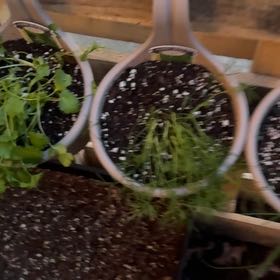 Photo of the plant species Fern Leaf Dill by @CalmChaosGarden named Big Dill on Greg, the plant care app