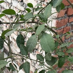Photo of the plant species Twoleaf Nightshade by @KeyRedlog51 named Mollie on Greg, the plant care app