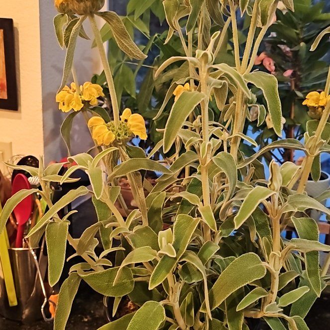 Photo of the plant species Jerusalem Sage by @FirstrateFern37 named Tree Diddy on Greg, the plant care app