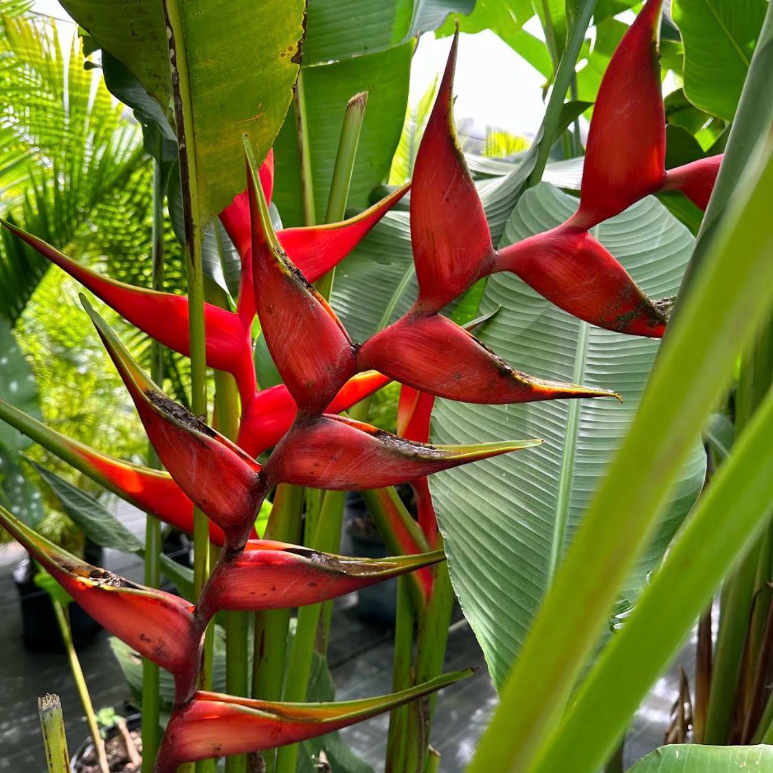 Photo of the plant species Red Palulu by @BabyLovage82 named Sonora on Greg, the plant care app