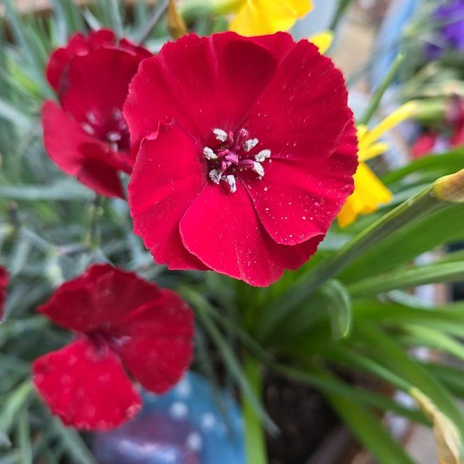 Photo of the plant species Rose Campion by @JocundRadish13 named Navajo on Greg, the plant care app