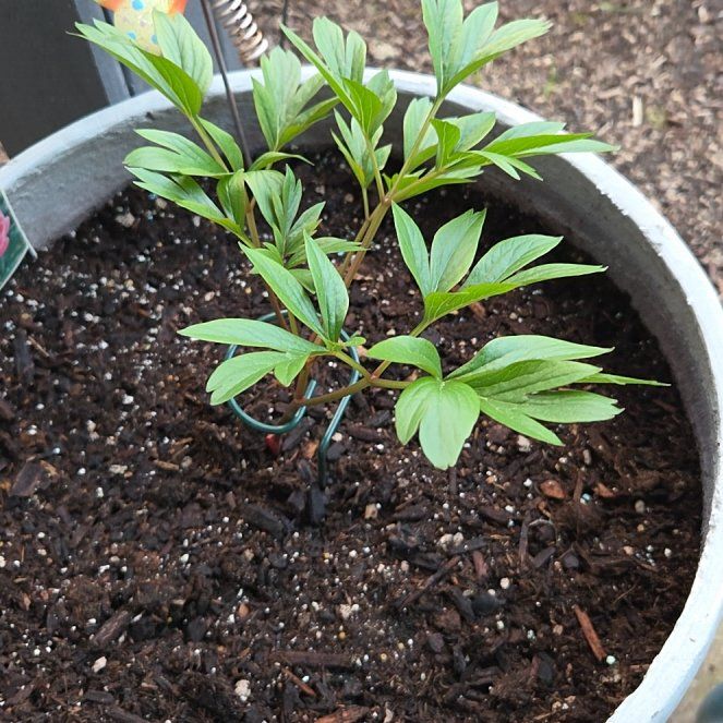 Photo of the plant species Coral Charm Peony by @JocundRadish13 named Harmony on Greg, the plant care app