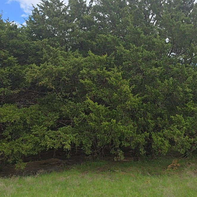 Photo of the plant species Ashe Juniper by @SugarLovage94 named Kesha on Greg, the plant care app