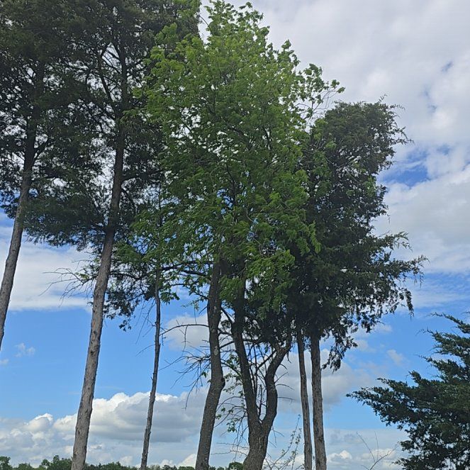 Photo of the plant species Quaking Aspen by @SugarLovage94 named Surya on Greg, the plant care app