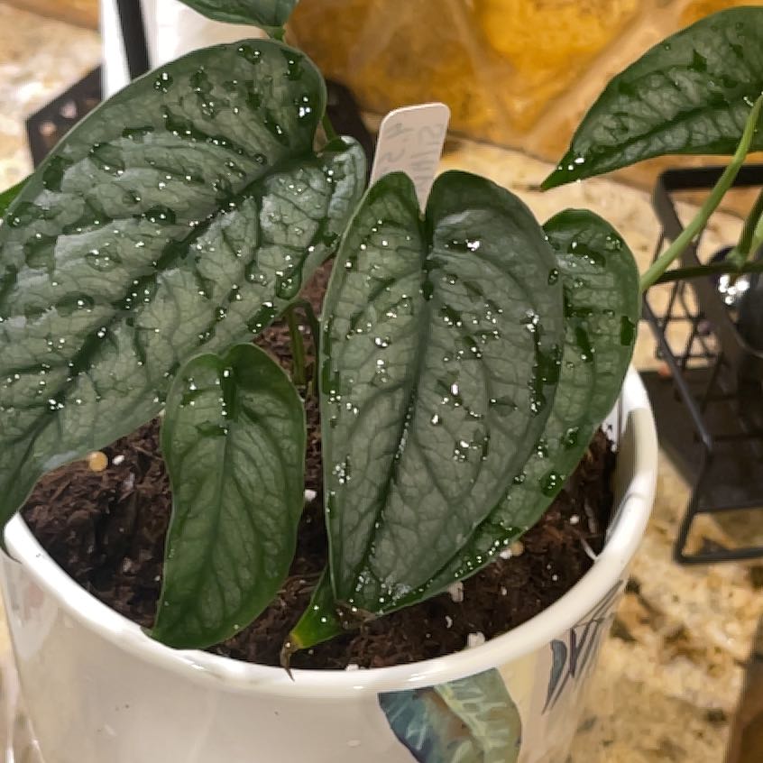 Photo of the plant species monstera siltepecanna by @YesKonjac15 named Fernie Saunders on Greg, the plant care app