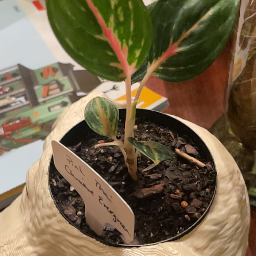Photo of the plant species Pink Chinese Evergreen by @YesKonjac15 named Lebron on Greg, the plant care app