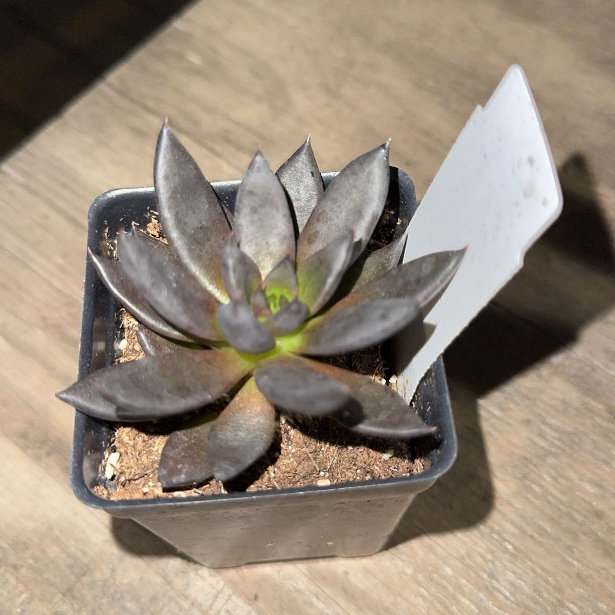 Photo of the plant species Black Knight by @abbygammons named Winston on Greg, the plant care app
