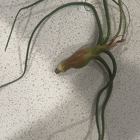 Photo of the plant species Common Eelgrass by @ElatedLemon77 named Denali on Greg, the plant care app