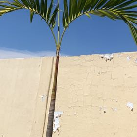 Photo of the plant species Christmas Palm by @ComicZebrina41 named Marilyn on Greg, the plant care app