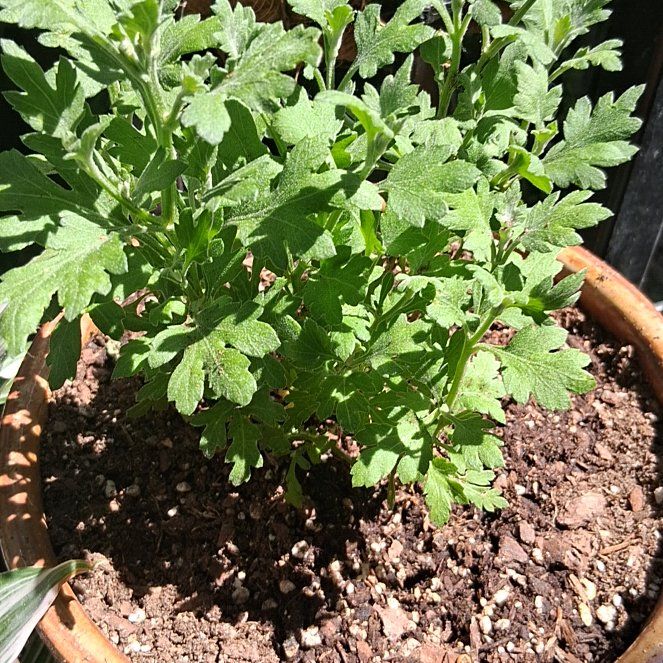 Photo of the plant species Feverfew by @FinestBegonia39 named Homer on Greg, the plant care app