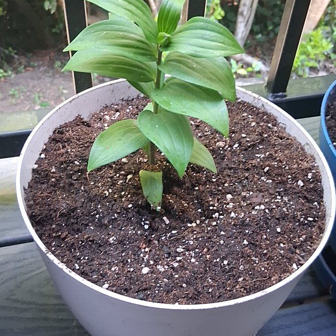 Photo of the plant species Tiger Lily by @FinestBegonia39 named Doja Cat on Greg, the plant care app