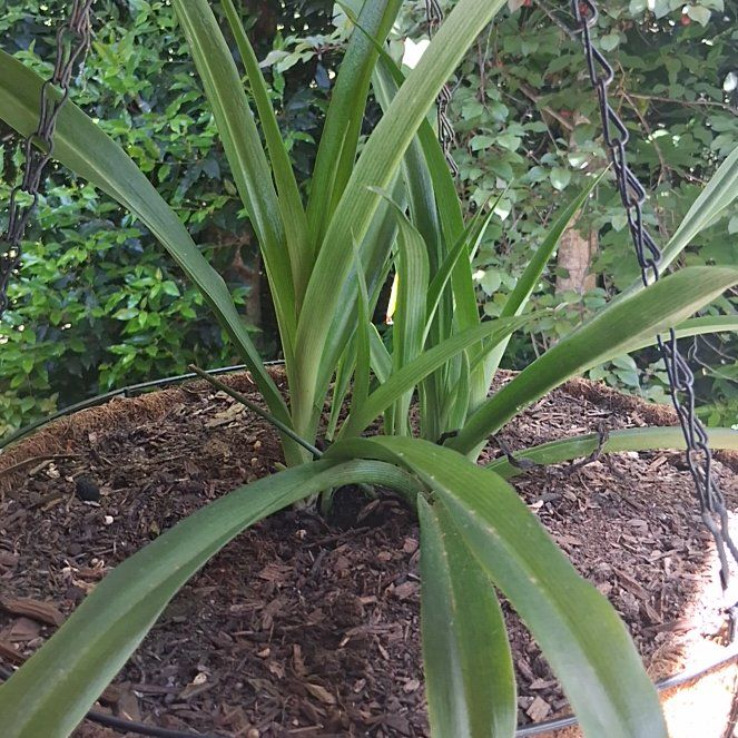 Photo of the plant species Beach Spiderlily by @FinestBegonia39 named Dolores on Greg, the plant care app
