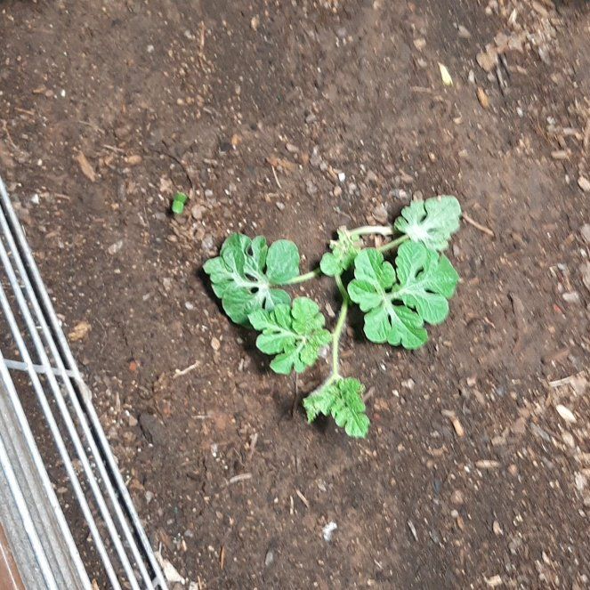 Photo of the plant species Watermelon by @VitalKawaka10 named Drake on Greg, the plant care app