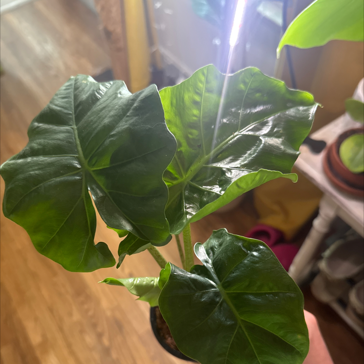 Photo of the plant species Alocasia 'Portora' by @MusicalFicus55 named Messi on Greg, the plant care app