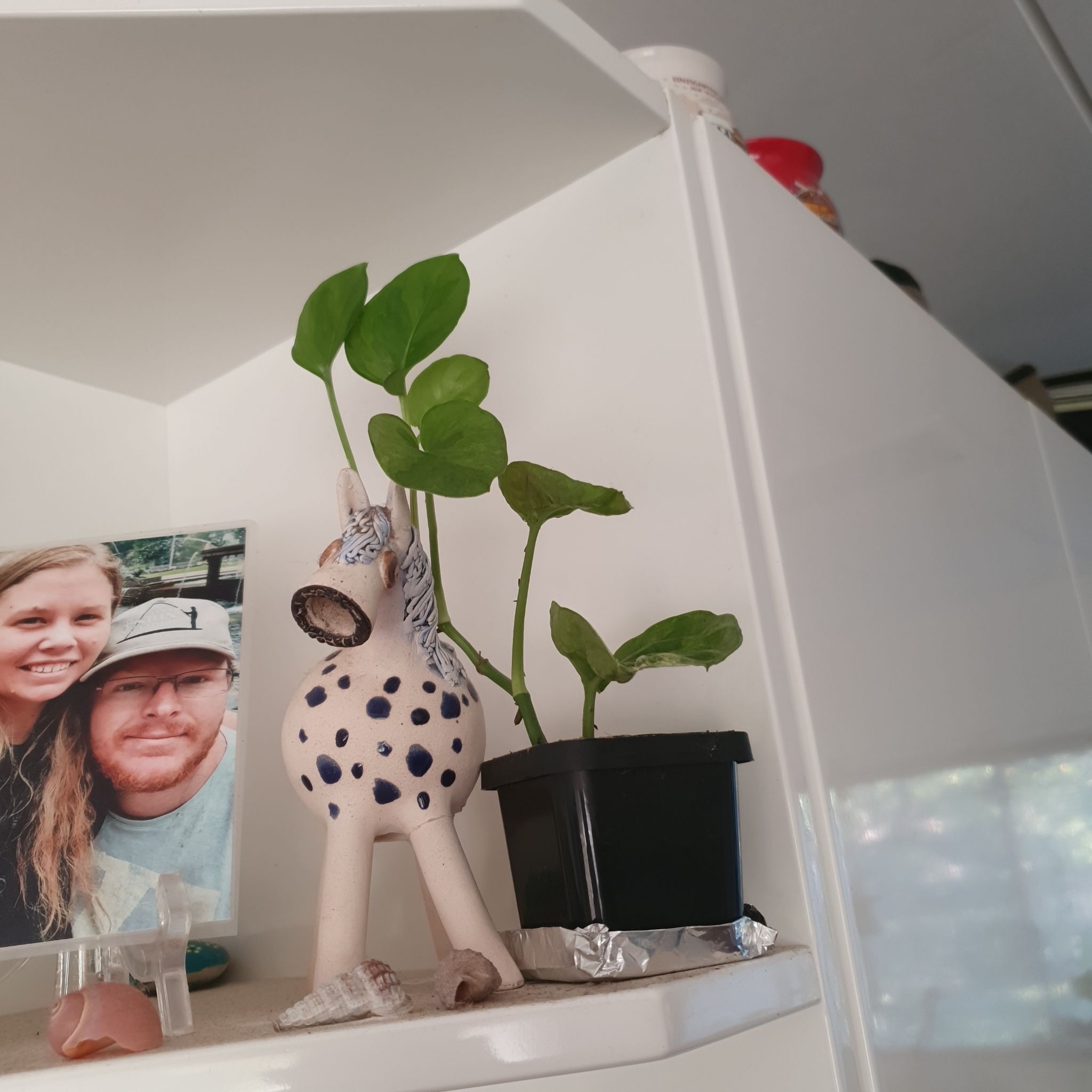 Photo of the plant species Pothos 'Green Queen' by @lyshi named Green Queen on Greg, the plant care app
