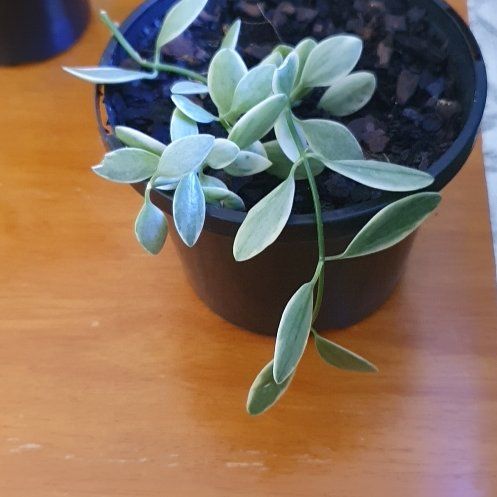 Photo of the plant species Dischidia oiantha 'Variegata' by @lyshi named Reduced Section on Greg, the plant care app