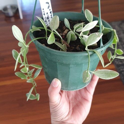 Photo of the plant species Dischidia oiantha 'Variegata' by @lyshi named From Al ♡ on Greg, the plant care app
