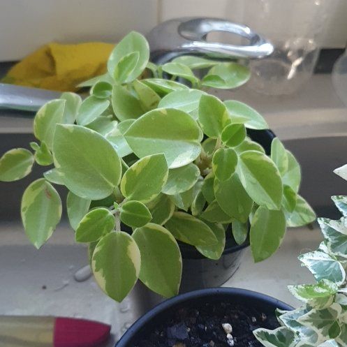 Photo of the plant species variegated teardrop by @lyshi named Pep on Greg, the plant care app