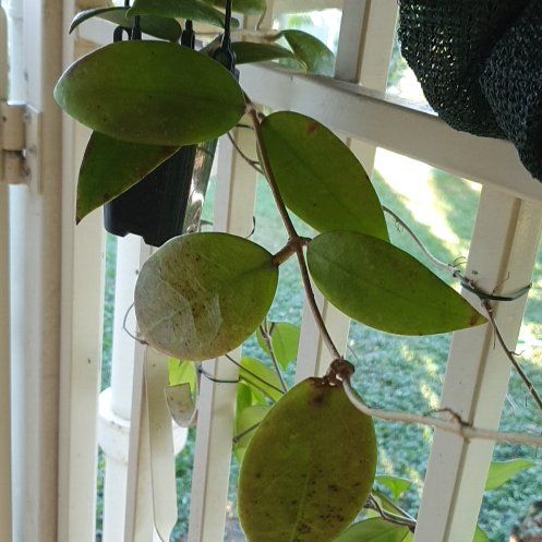 Photo of the plant species Hoya Ko Chang Island by @lyshi named Chang on Greg, the plant care app