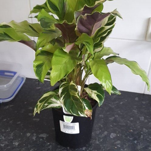 Photo of the plant species Goeppertia louisae by @lyshi named Louisae on Greg, the plant care app