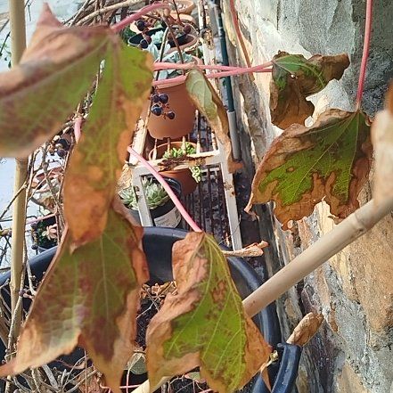 Photo of the plant species Boston Ivy 'Lowii' by @HipZzplant28 named Bodhi on Greg, the plant care app