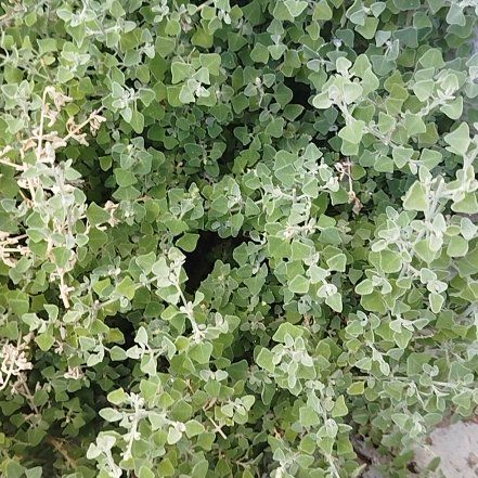 Photo of the plant species Trailing Dusty Miller by @HipZzplant28 named Michelle Branch on Greg, the plant care app