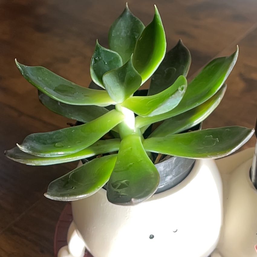 Photo of the plant species Echeveria 'Dark Moon' by @HipMarimo83 named Mando on Greg, the plant care app