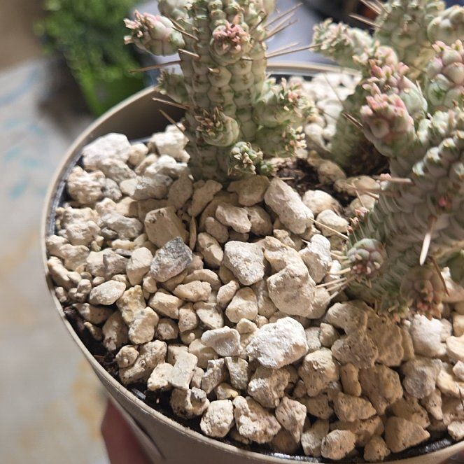 Photo of the plant species Corncob Cactus by @PetiteColocynth named Maya on Greg, the plant care app