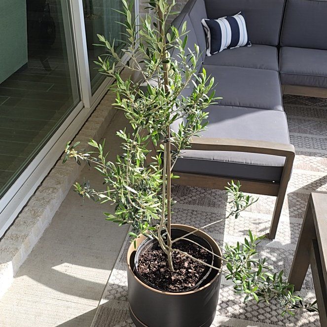 Photo of the plant species Olive Tree by @DirectPersia31 named Oliver on Greg, the plant care app