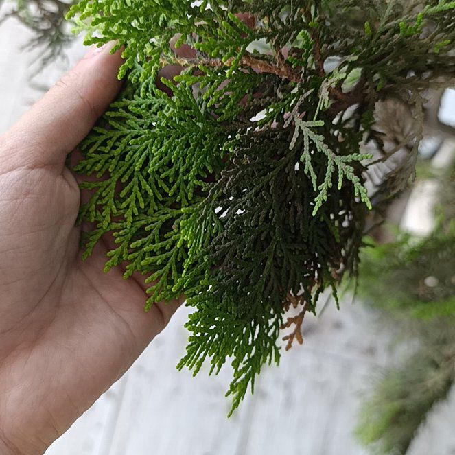 Photo of the plant species Oriental Arborvitae by @KeyLoquat57 named Traumadito on Greg, the plant care app