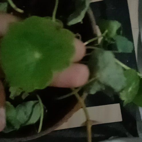 Photo of the plant species Manyflower Marshpennywort by @FunCapealoe95 named Luna on Greg, the plant care app
