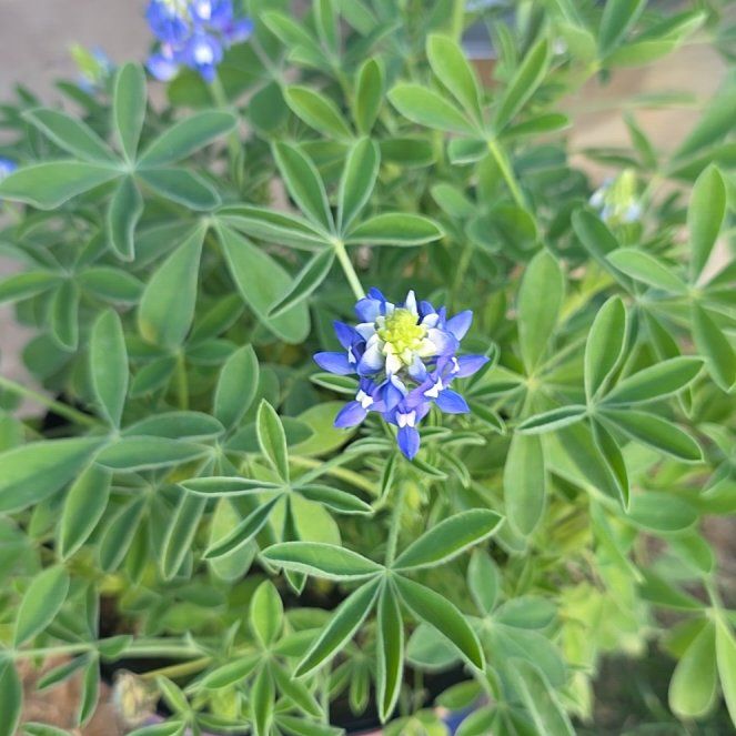 Photo of the plant species Texas Bluebonnet by @BrilliantBlue60 named Spike Leaves on Greg, the plant care app