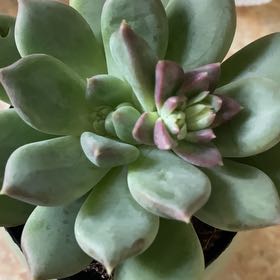 Photo of the plant species Pachyphytum aquamarine? by @YesLuronium34 named Gomez on Greg, the plant care app