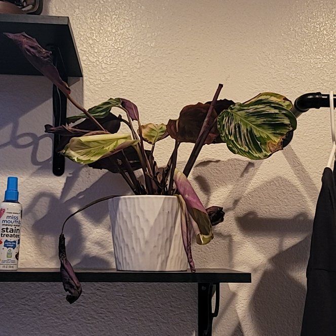 Photo of the plant species Medallion Prayer Plant by @TenderSyngonium named Darwin on Greg, the plant care app