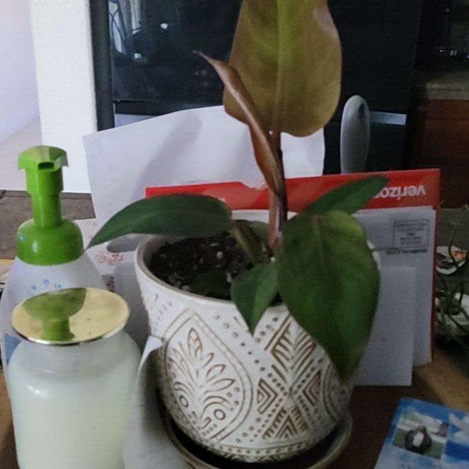 Photo of the plant species Red Sun Philodendren by @TenderSyngonium named Sonora on Greg, the plant care app