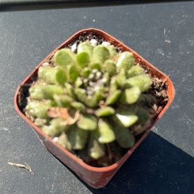 Photo of the plant species Common Liverwort by @ProfuseKowhai9 named Bieber on Greg, the plant care app