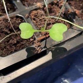 Photo of the plant species Large-Leaved Muehlenbeckia by @ProPinebush10 named ChloroPhil on Greg, the plant care app